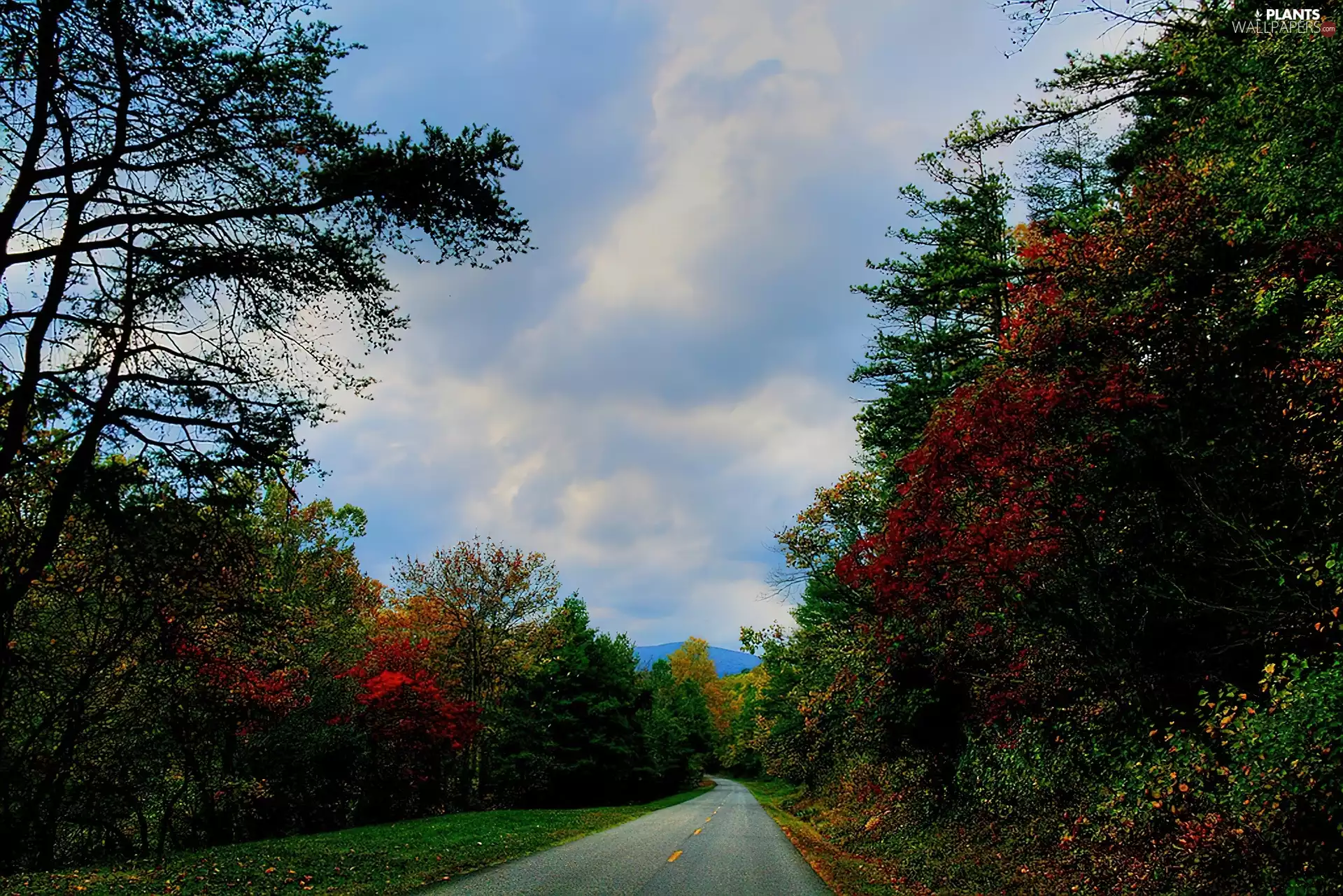 Way, viewes, clouds, trees