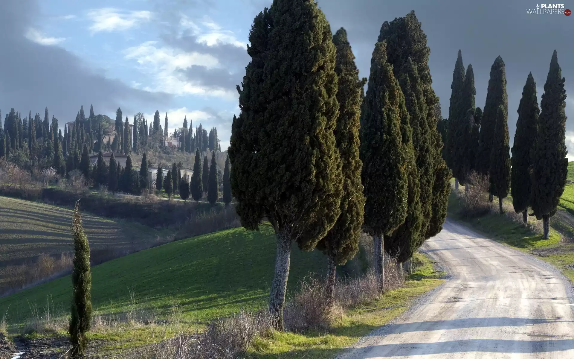 Way, viewes, cypresses, trees