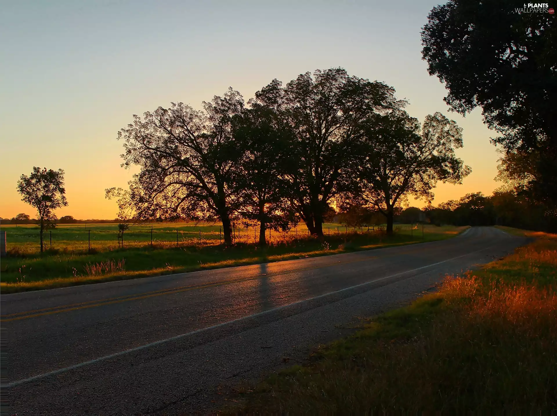 Way, viewes, field, trees