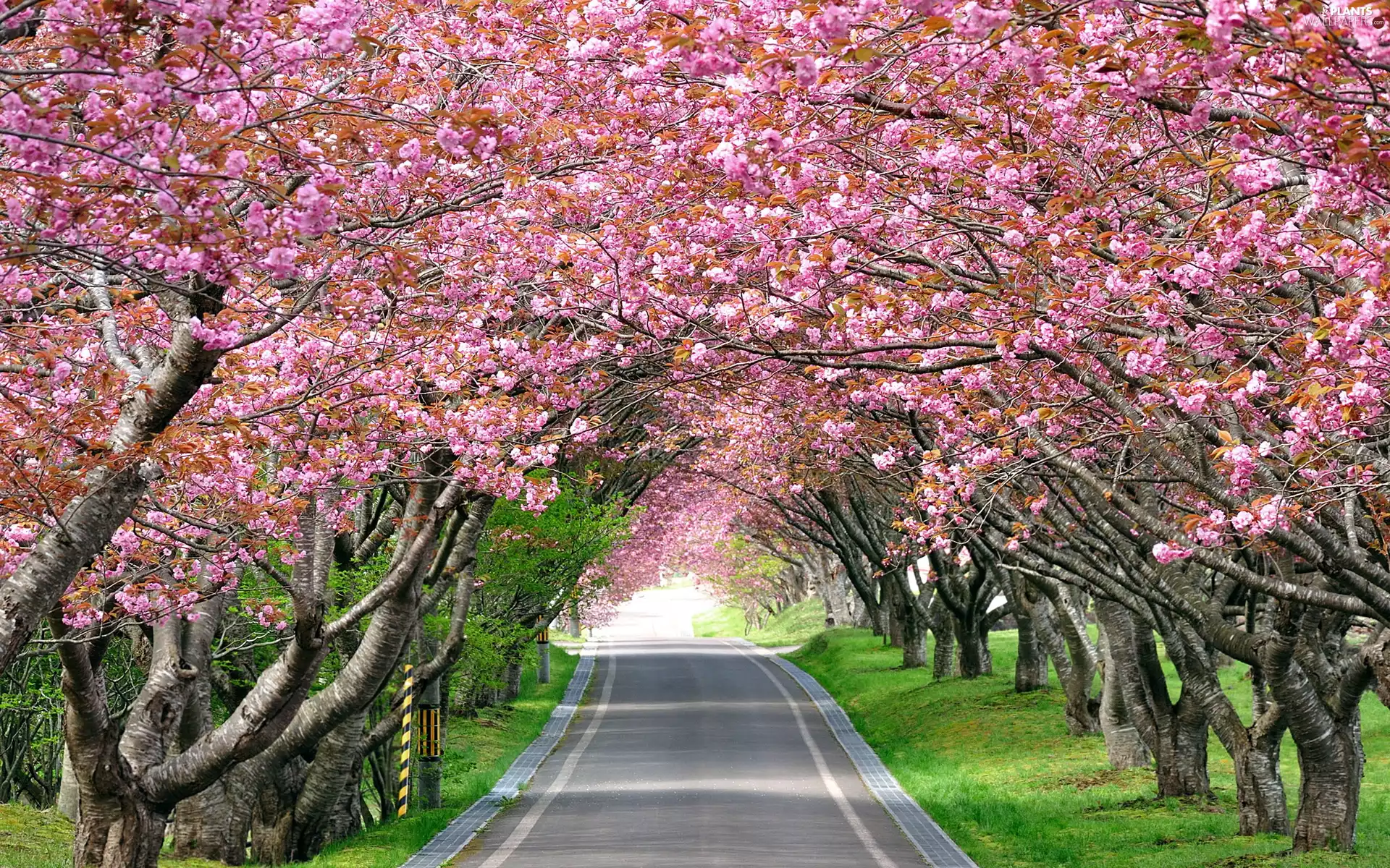 Way, viewes, Flowers, trees