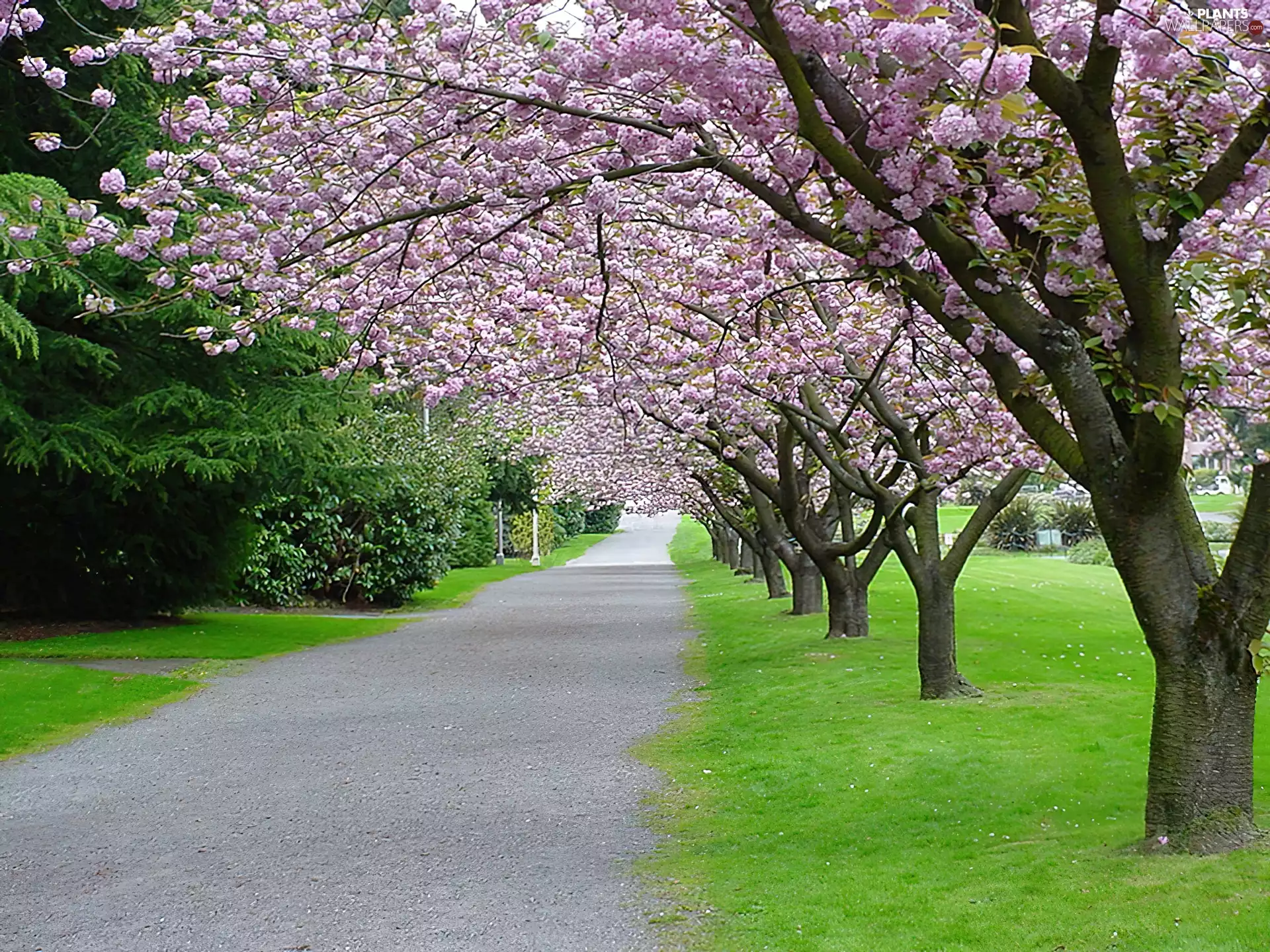 Way, viewes, fruit, trees