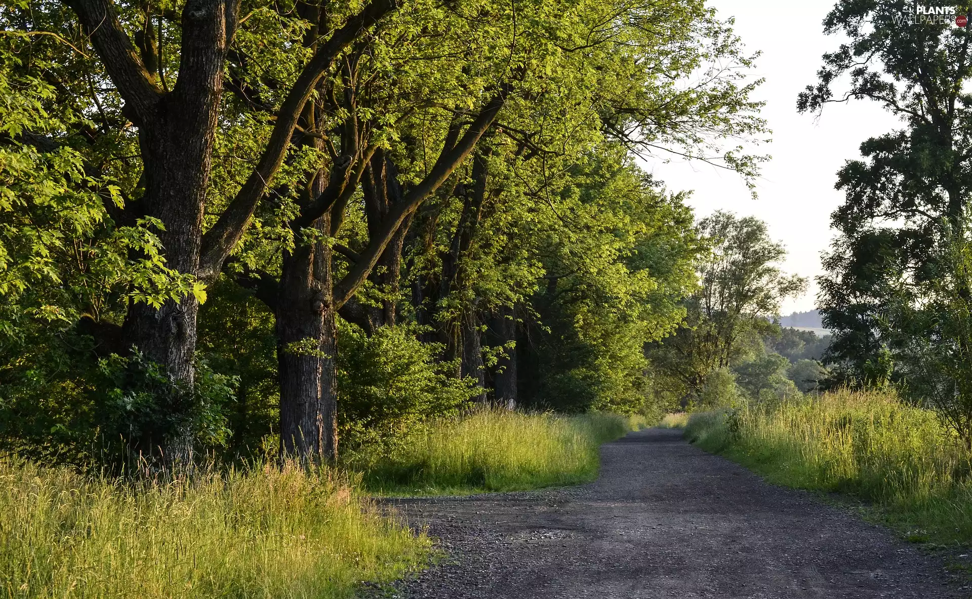Way, viewes, grass, trees