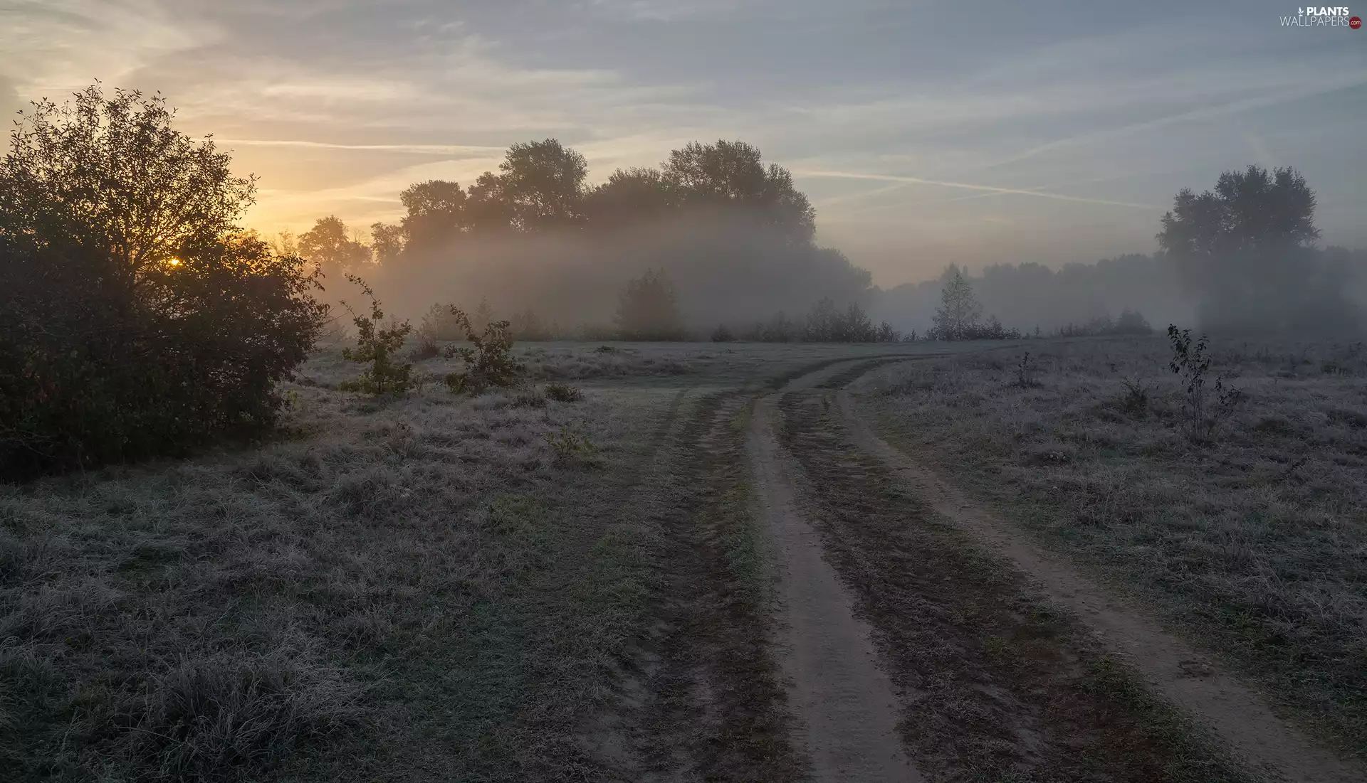 trees, viewes, Sunrise, White frost, grass, Way, Fog, Meadow