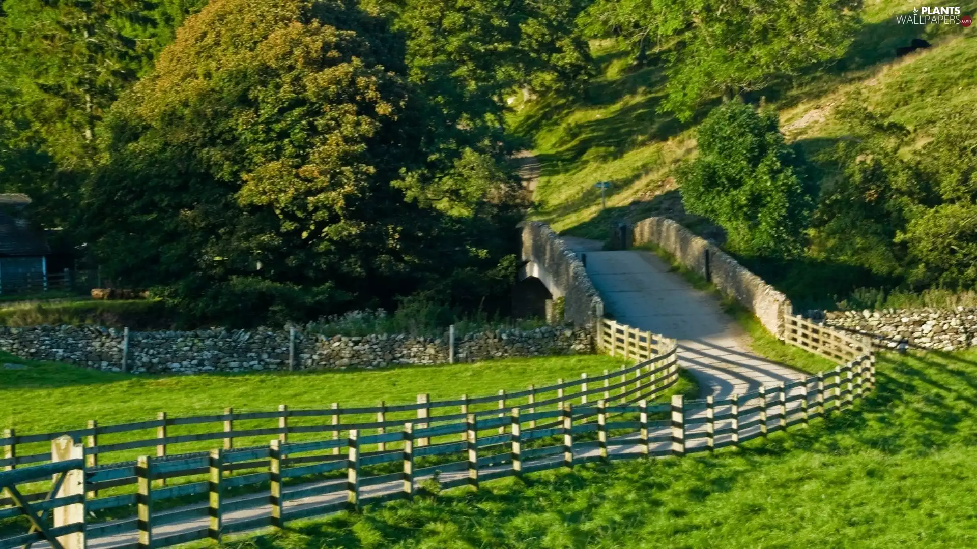 Way, viewes, green, trees
