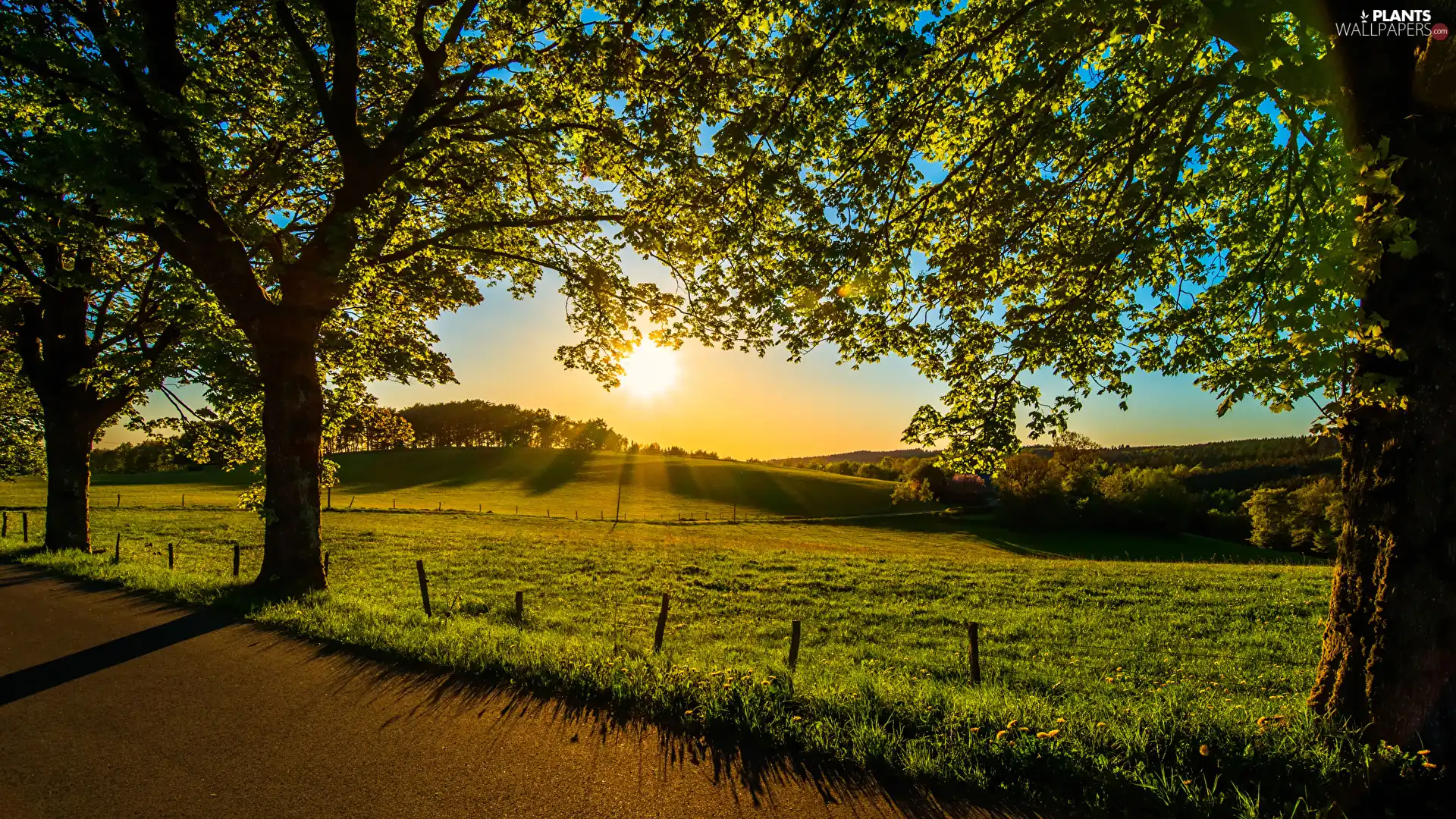 viewes, Hill, Way, trees, Sunrise, grass, VEGETATION