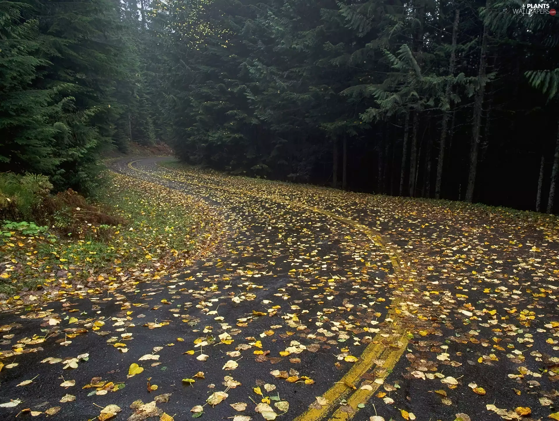 Way, viewes, Leaf, trees