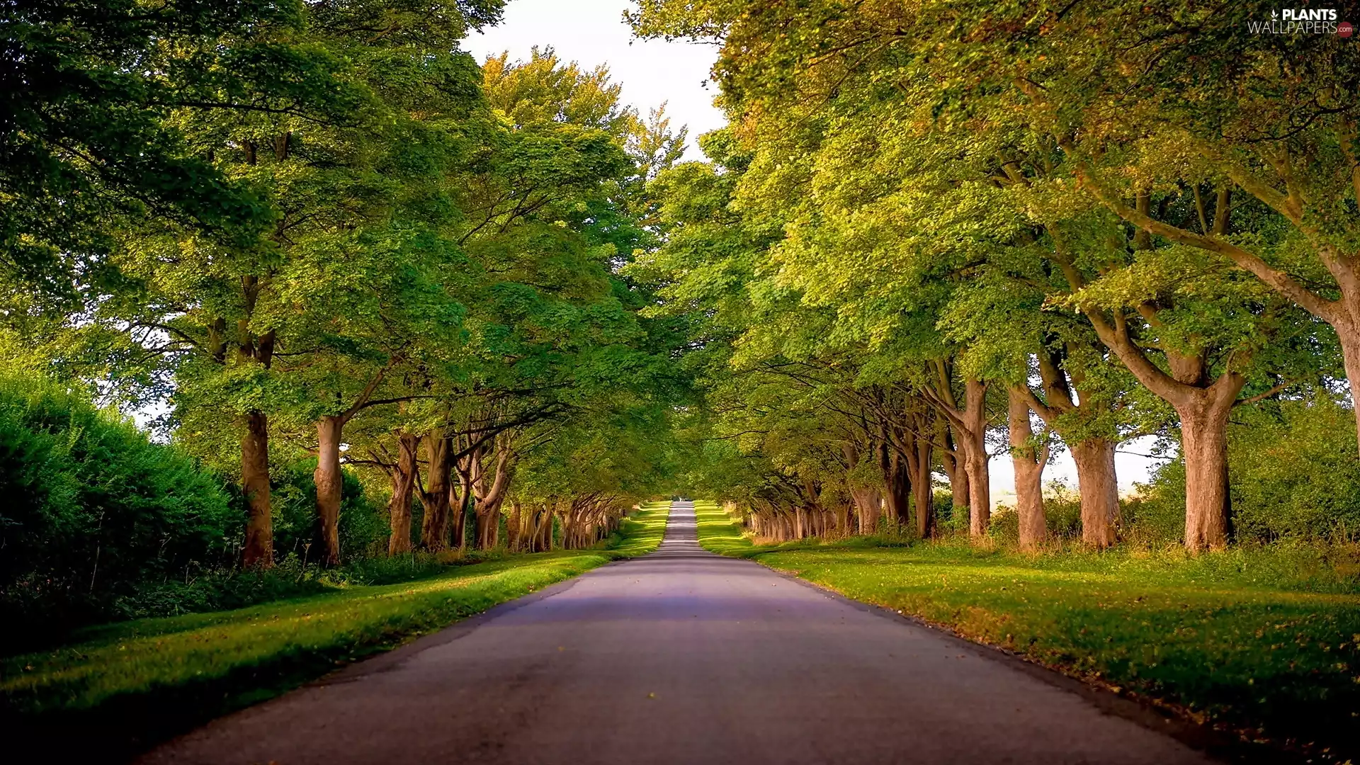 hedge, trees, Way, Royal, Norfolk