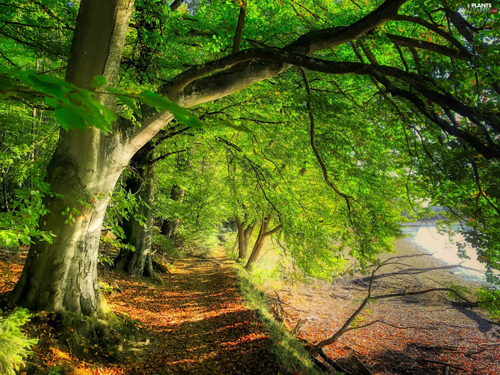 Way, viewes, Path, trees