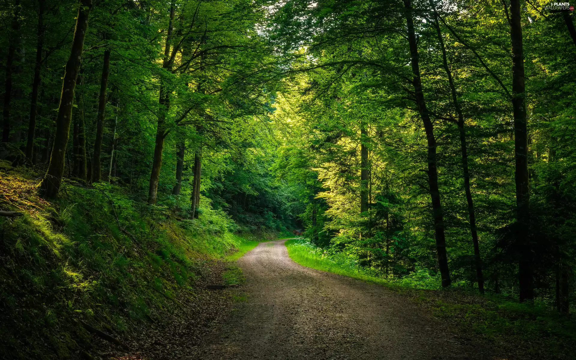 trees, Green, light breaking through sky, Way, viewes, forest