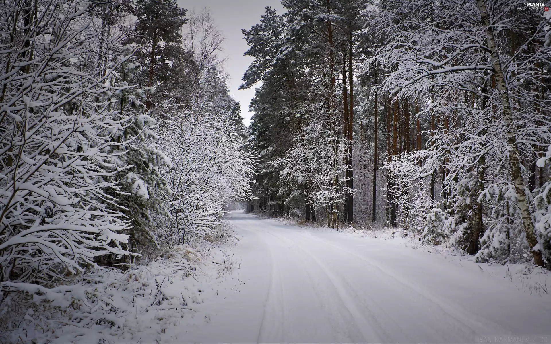 viewes, Snowy, Way, trees, forest, snowy, winter