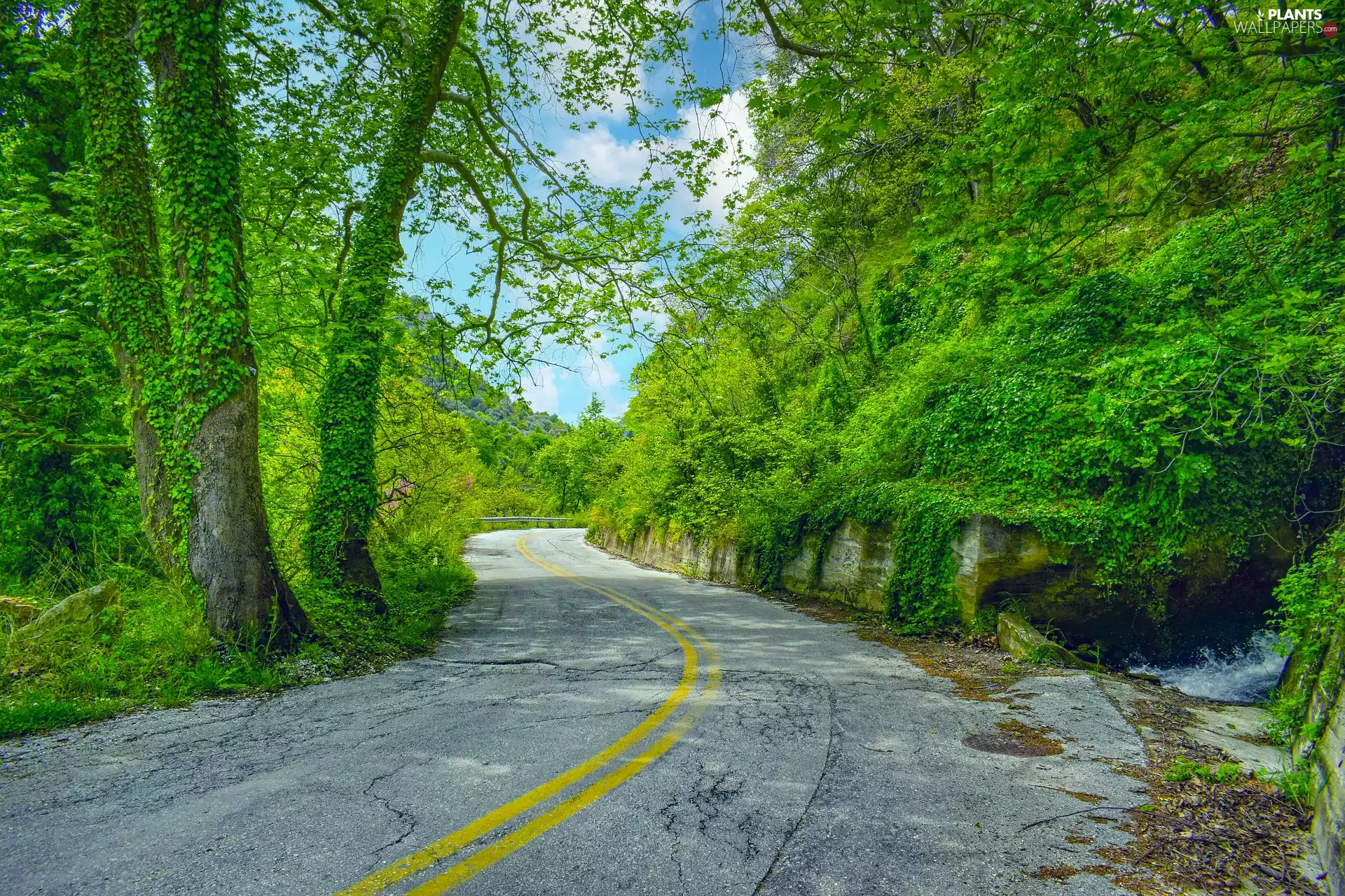 Way, viewes, turn, trees