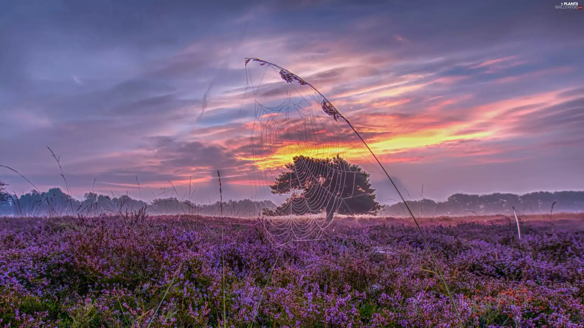 trees, heath, viewes, heathers, west, sun, Web, Fog, grass