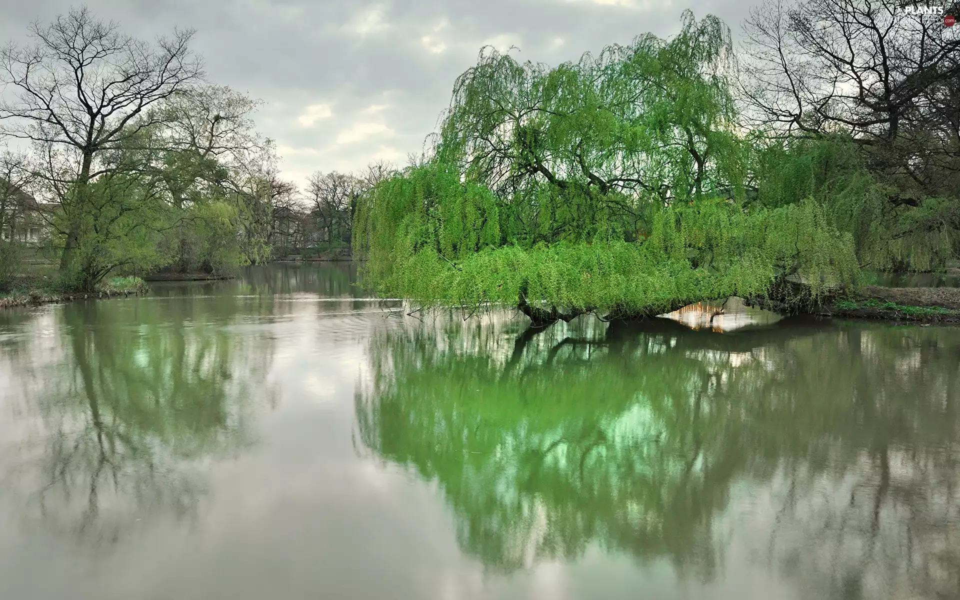 trees, Spring, Pond - car, Park, Golden Weeping Willow, inclined