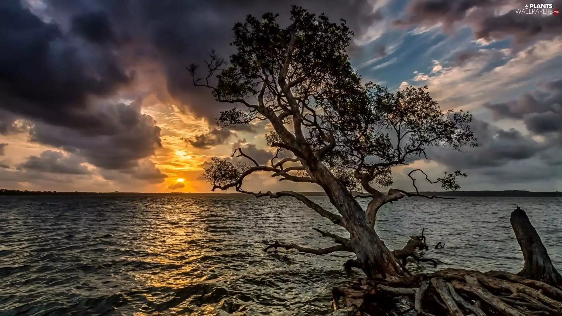 clouds, trees, west, sun, lake