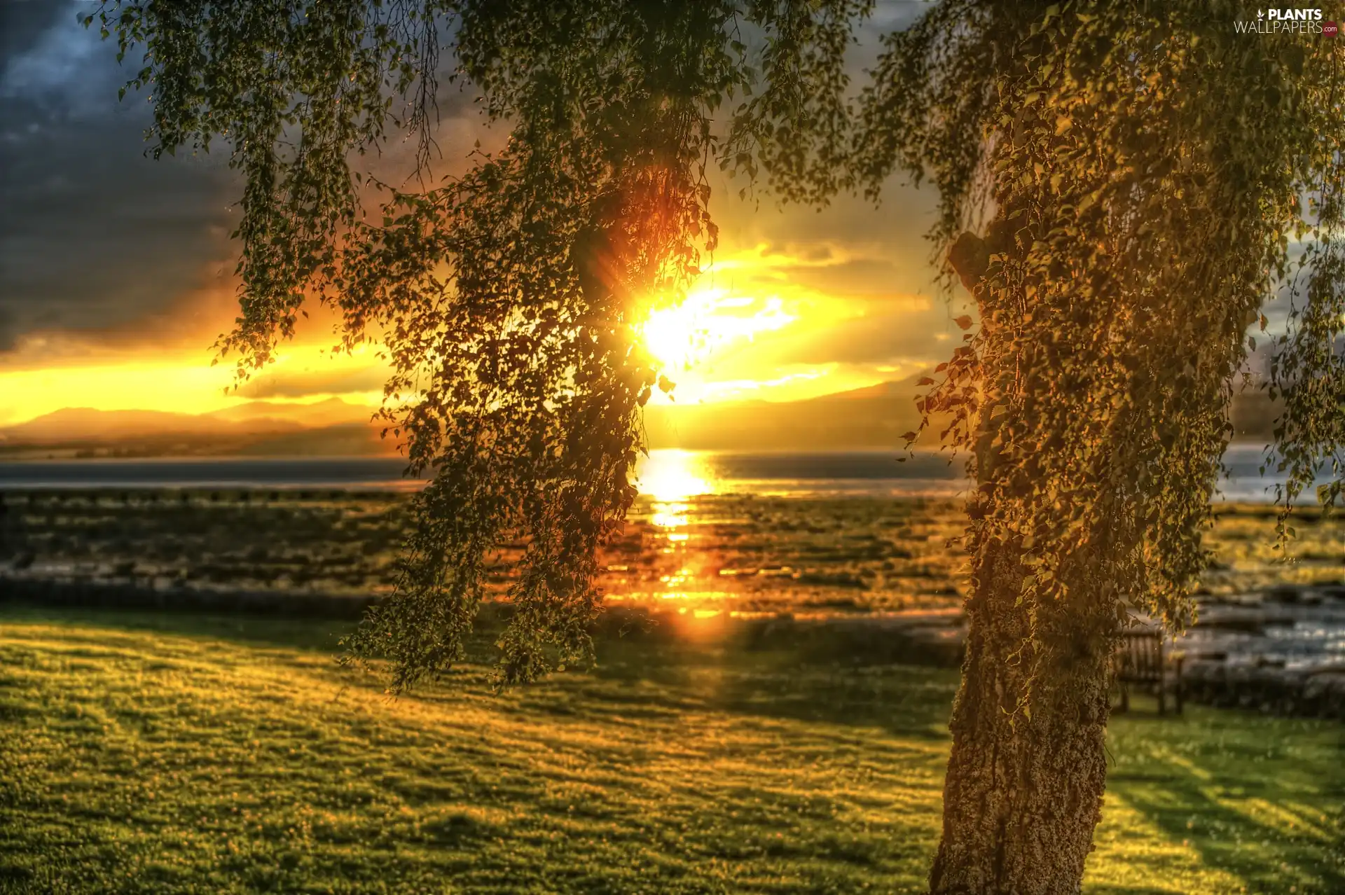 west, Meadow, trees, sun