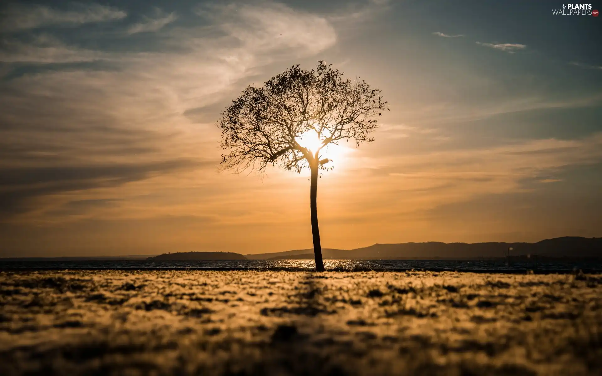 west, Mountains, trees, sun