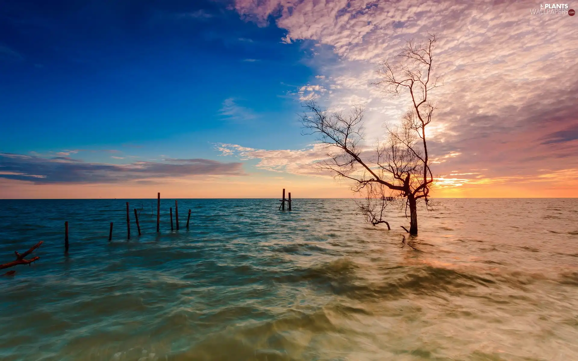 west, sea, trees, sun