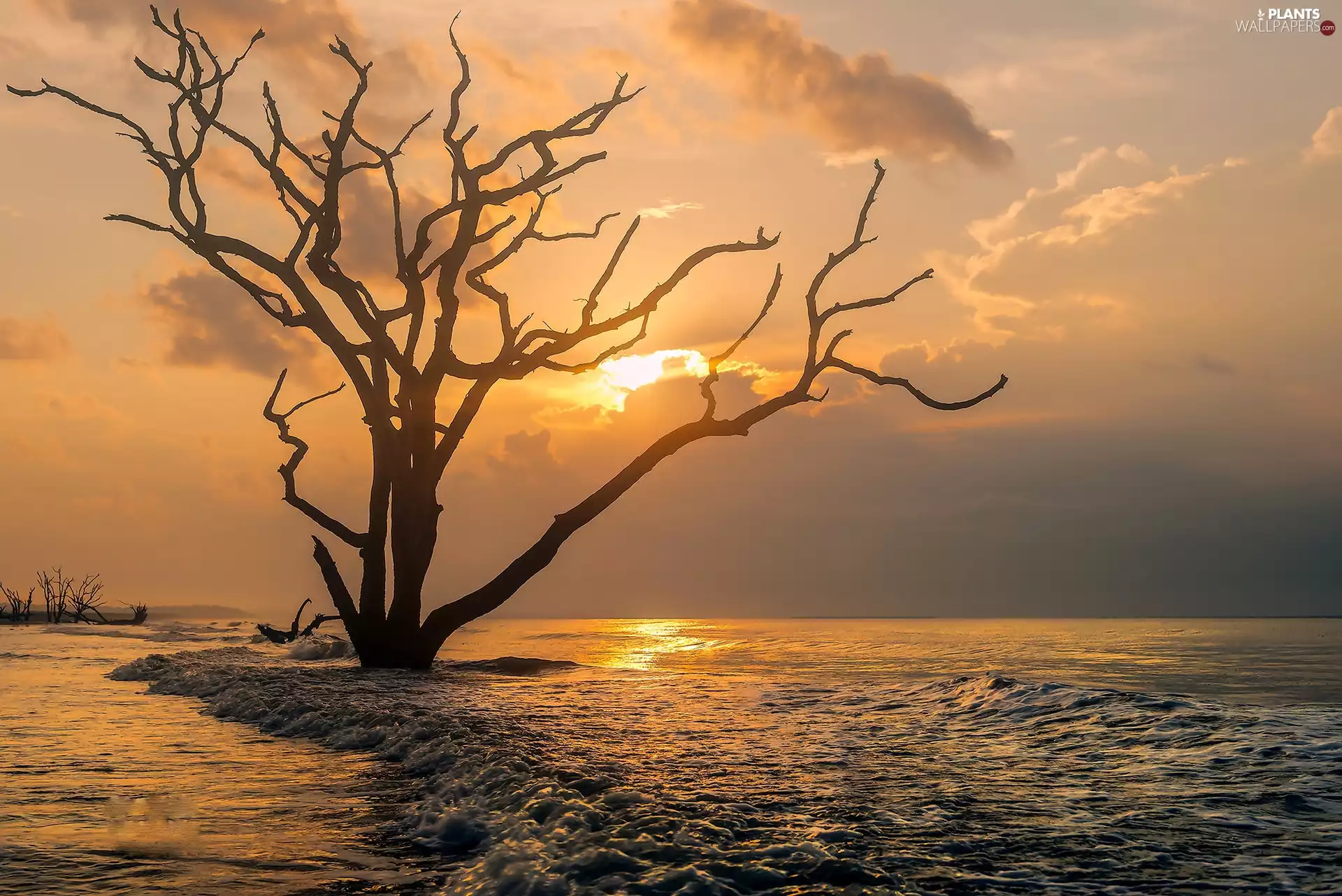 withered, trees, west, sun, sea