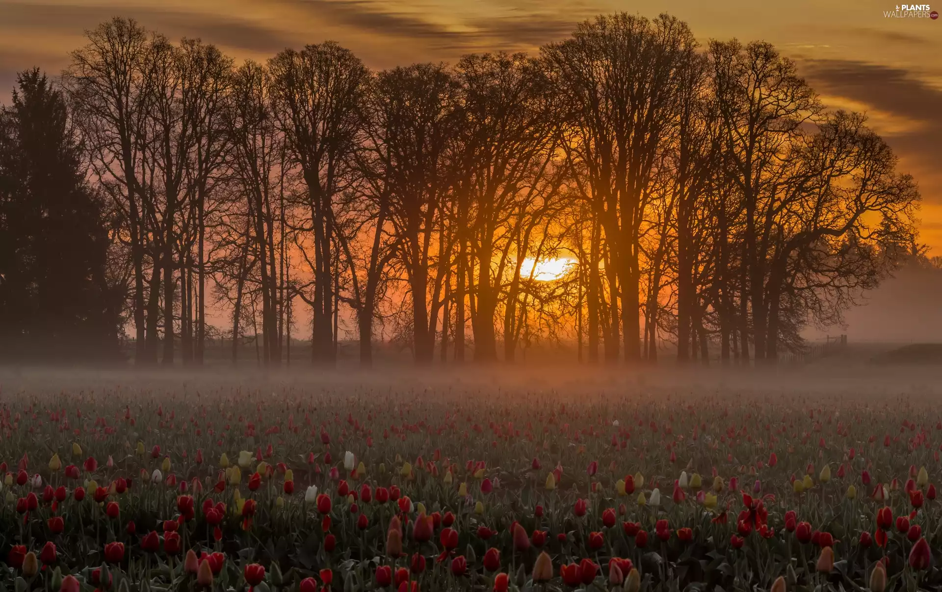 viewes, Tulips, west, trees, Field, Fog, sun