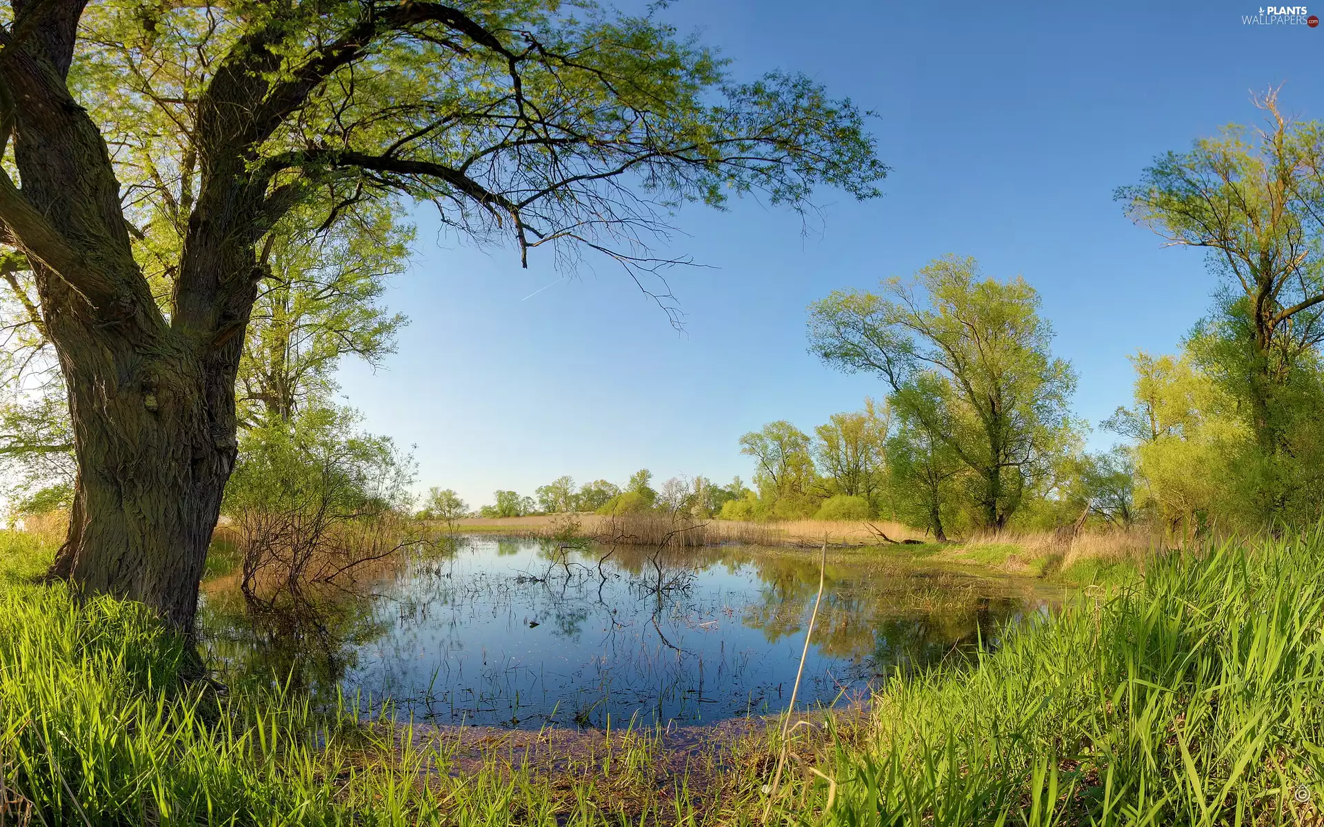 Wetlands, viewes, Plants, trees