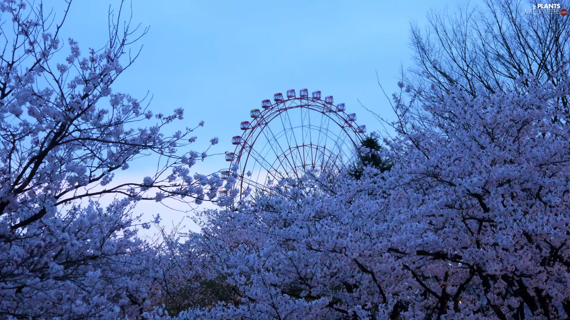 viewes, Spring, flourishing, trees, Ferris Wheel
