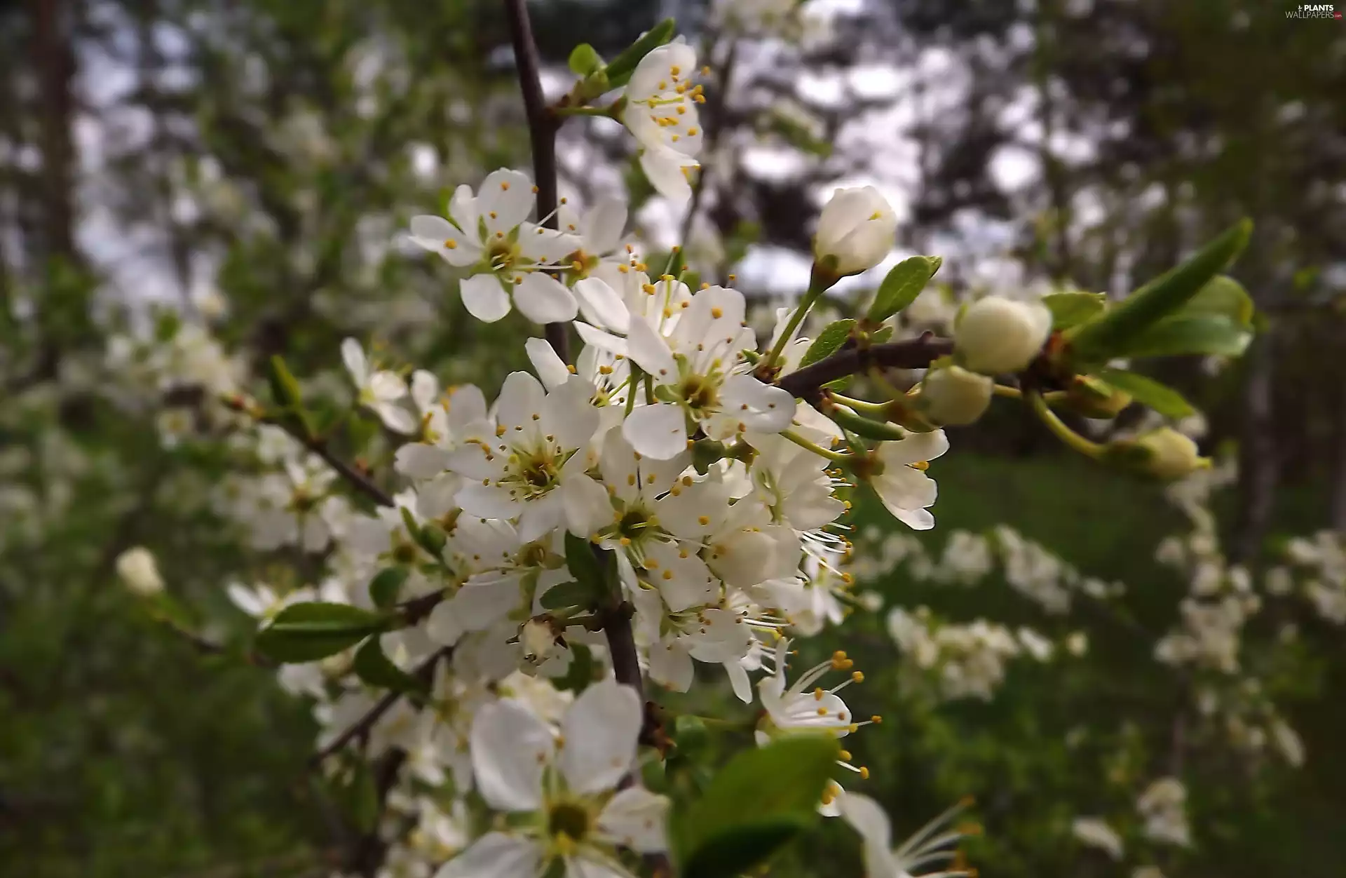 trees, viewes, Spring, fruit, leaves, Flowers, White, green ones
