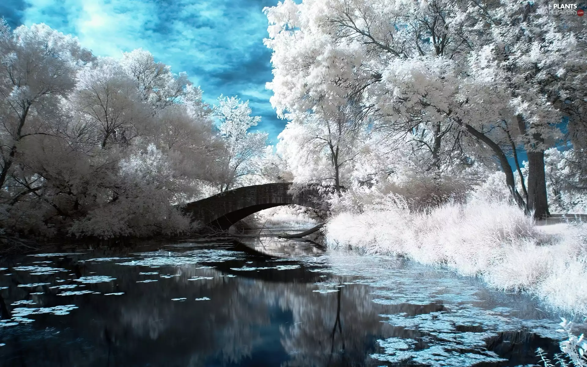 White, viewes, River, trees