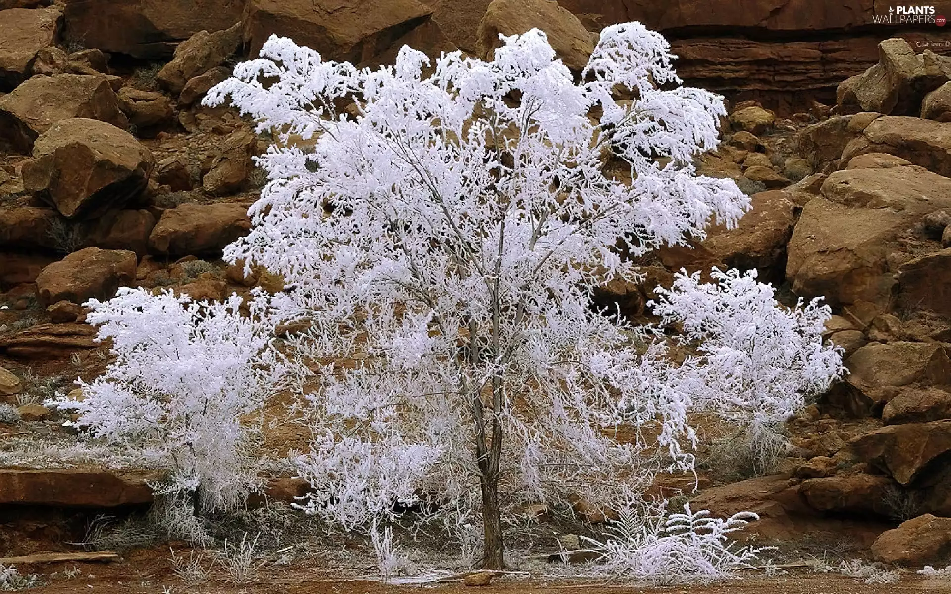 White, rocks, Stones, trees