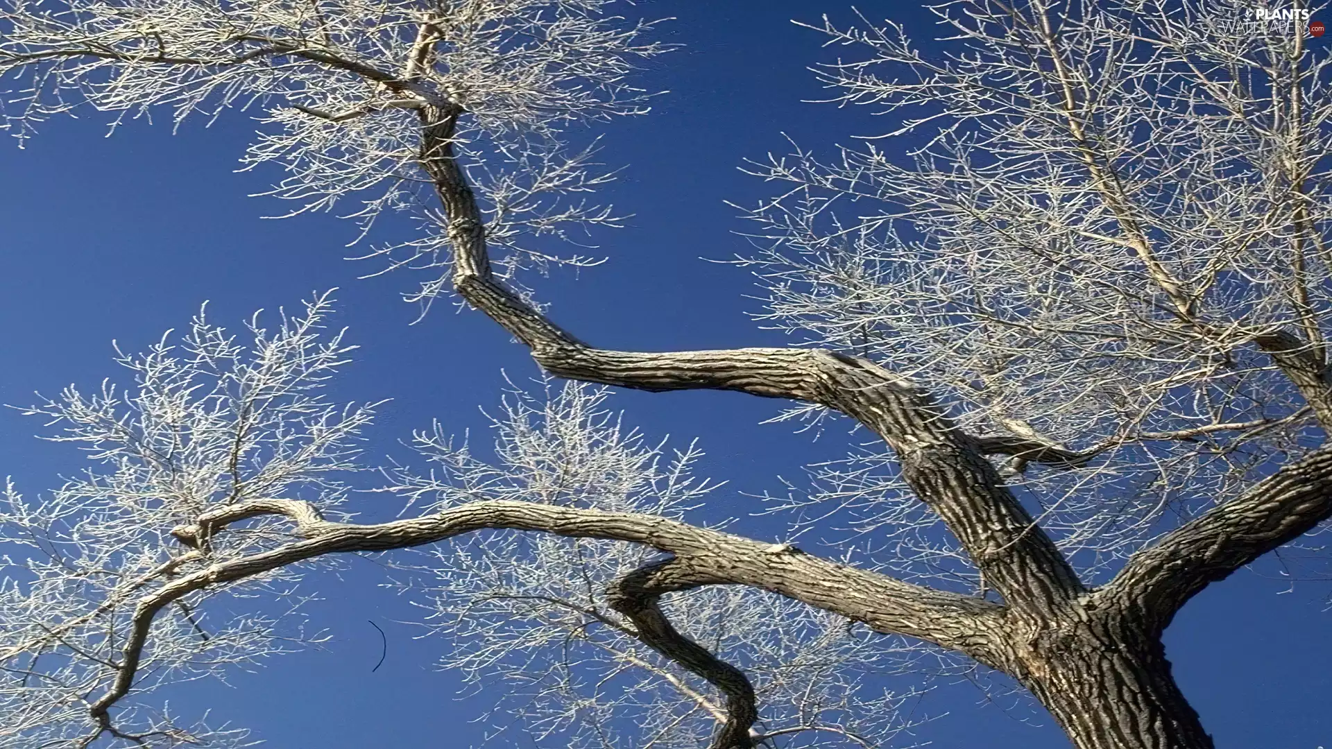 White frost, winter, trees