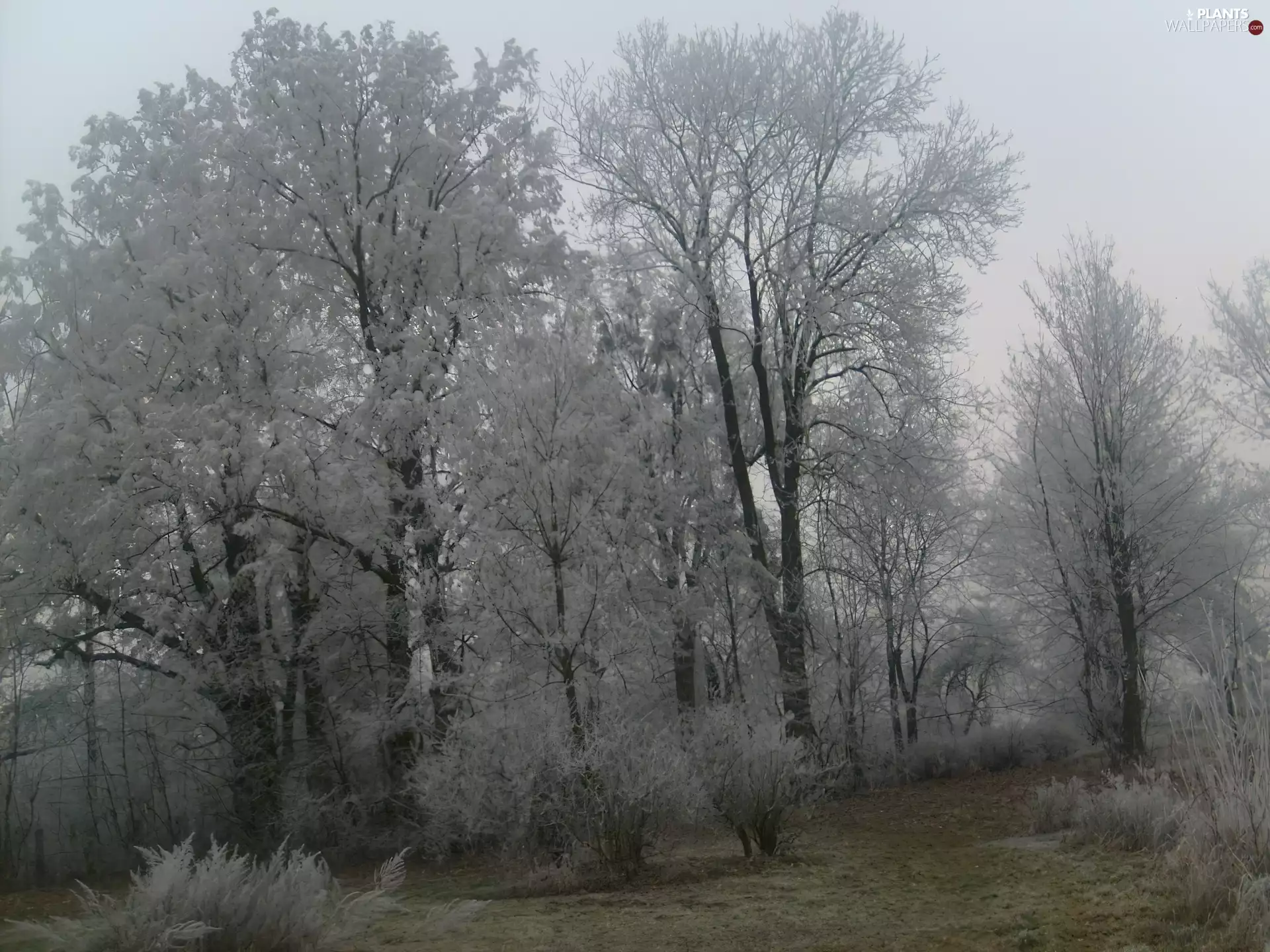 White, viewes, winter, trees