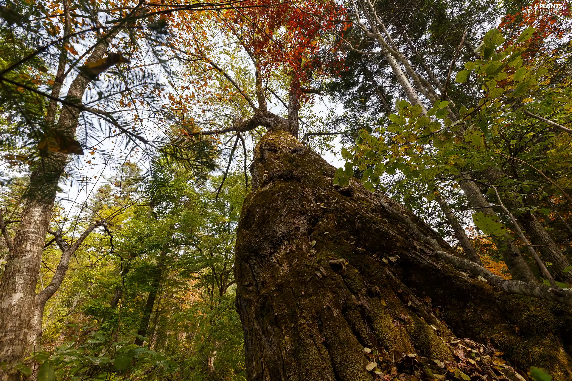 viewes, vertices, wide, trees, forest, trees, trunk