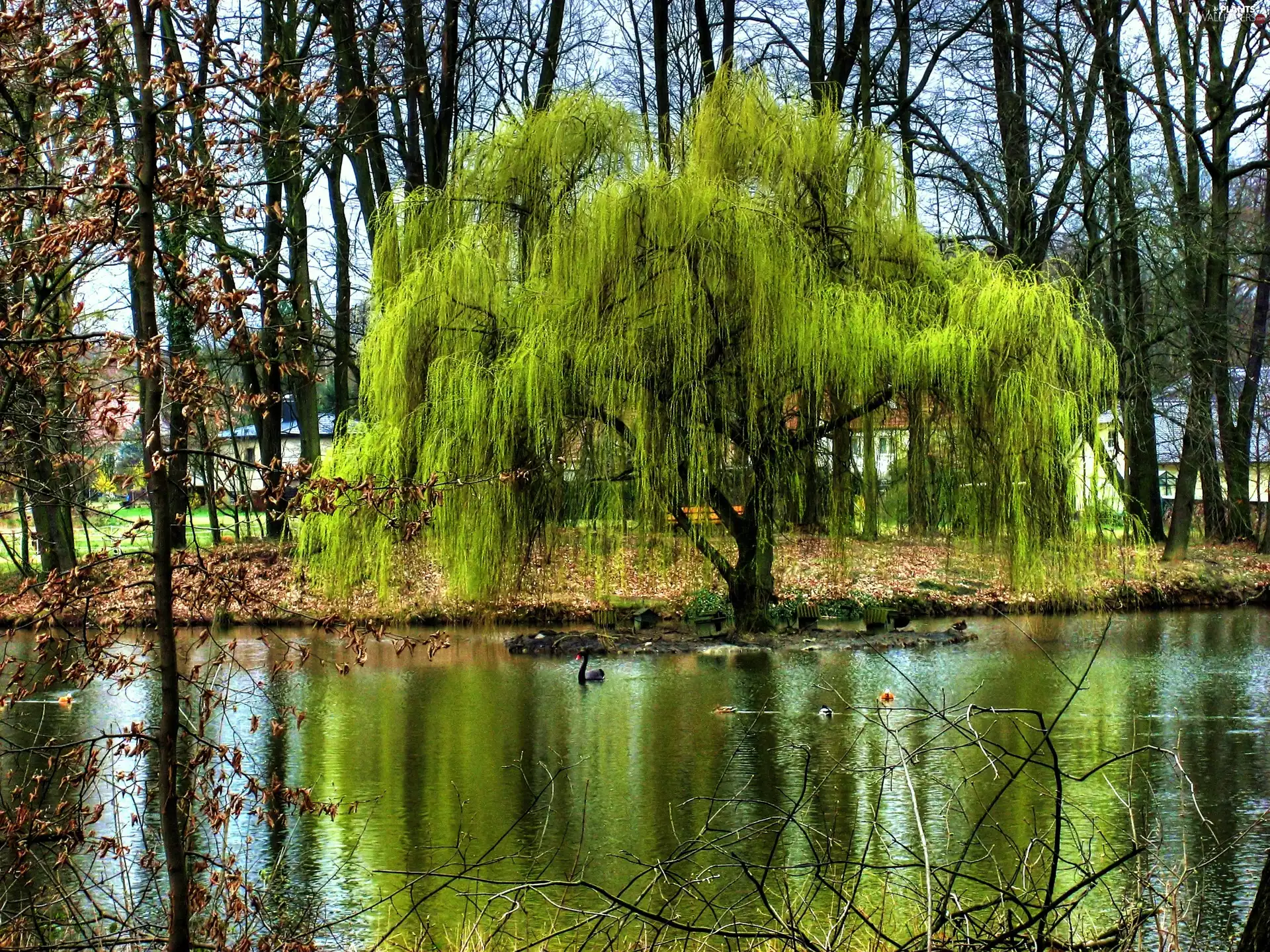 Willow, viewes, water, trees