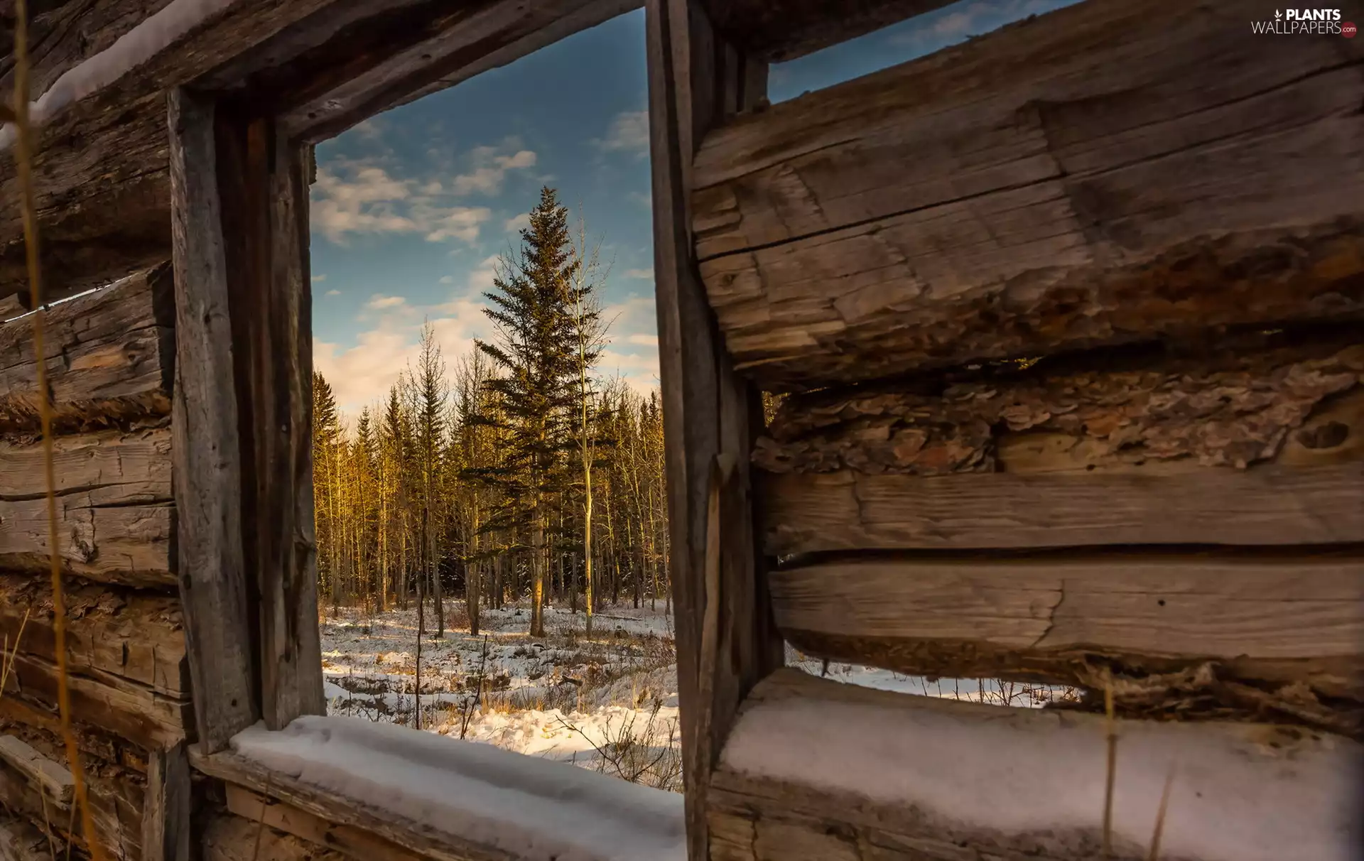 Window, viewes, Beams, trees