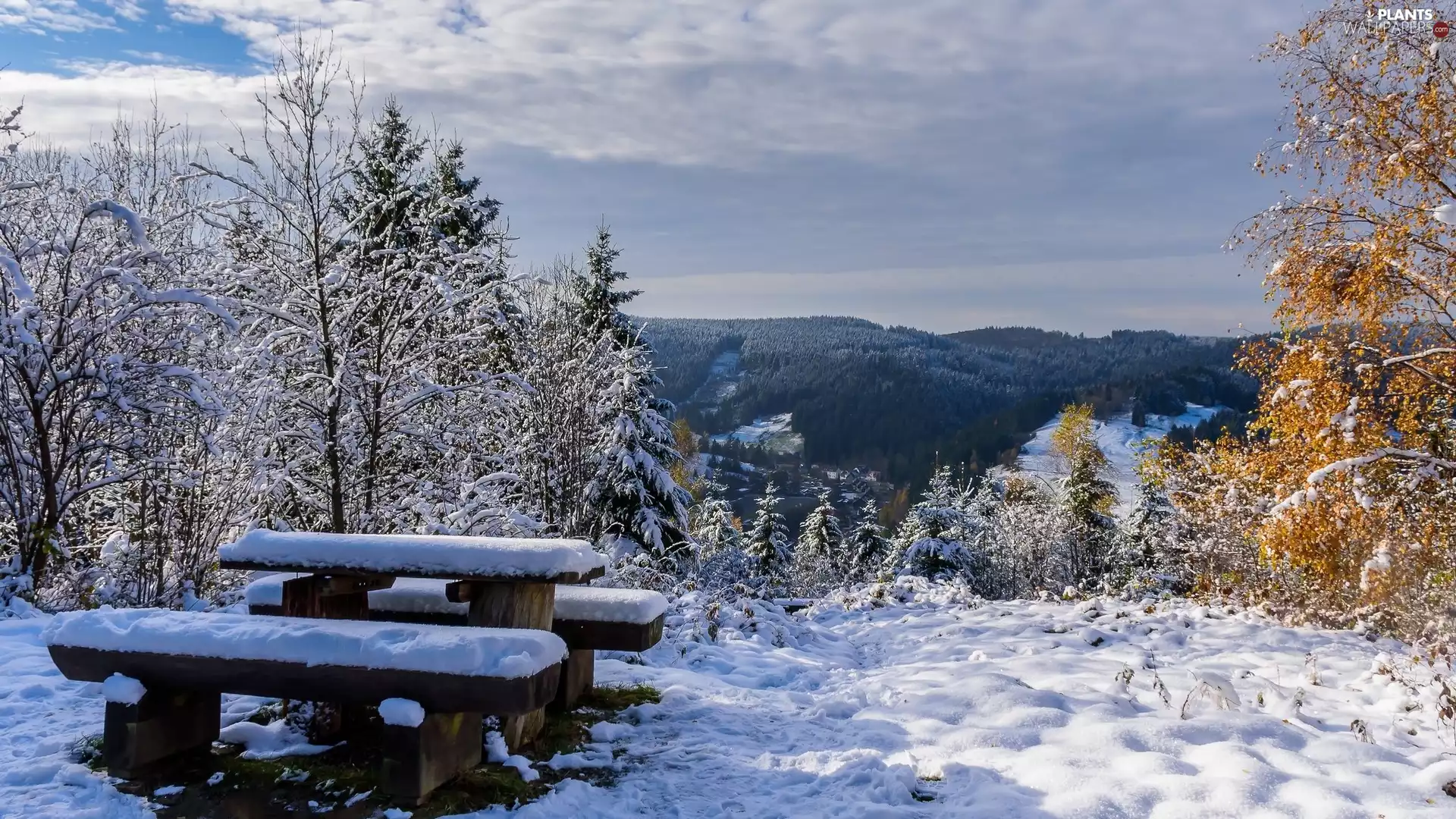 winter, viewes, Bench, trees