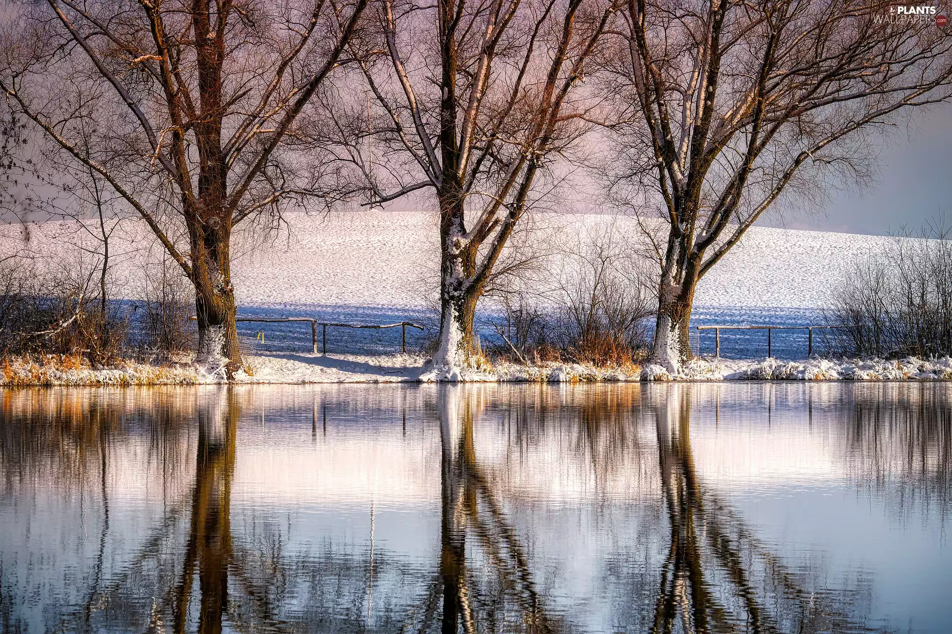 snow, Pond - car, trees, viewes, winter