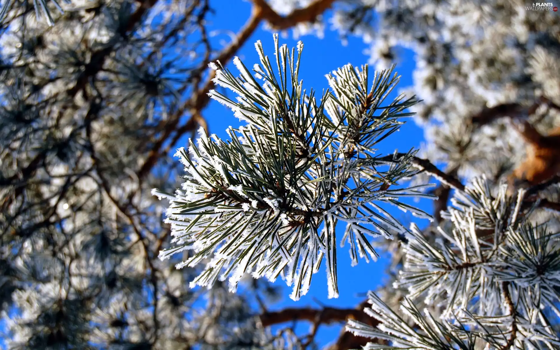 winter, twig, conifer, trees