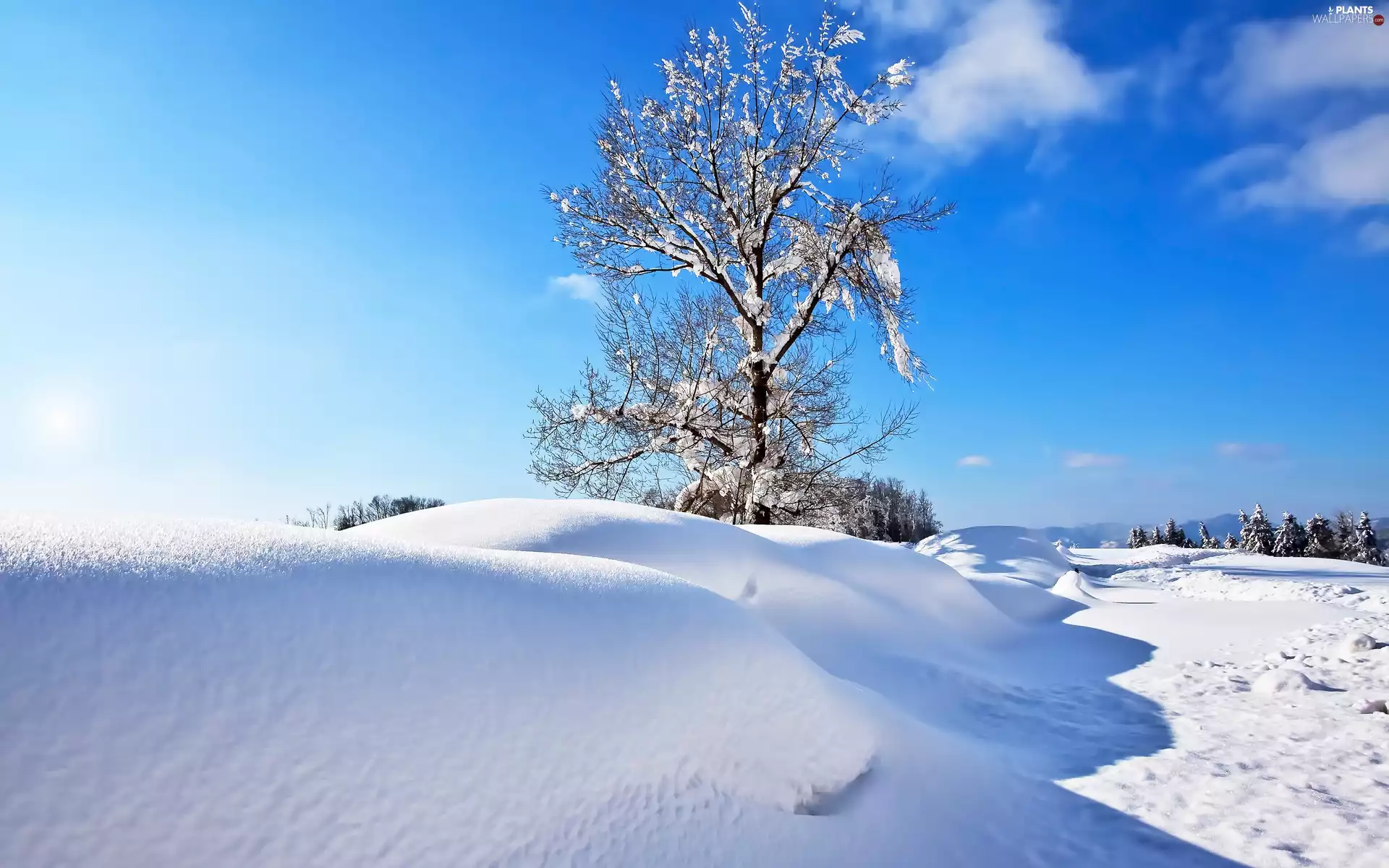 winter, snow, drifts, trees