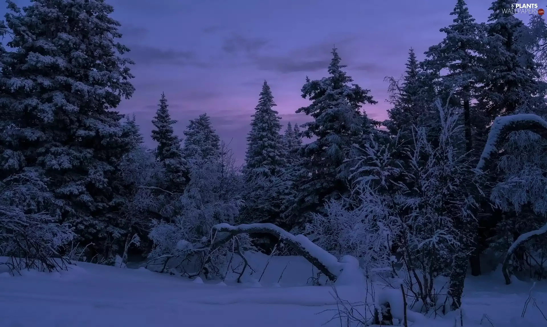 winter, viewes, Dusk, trees
