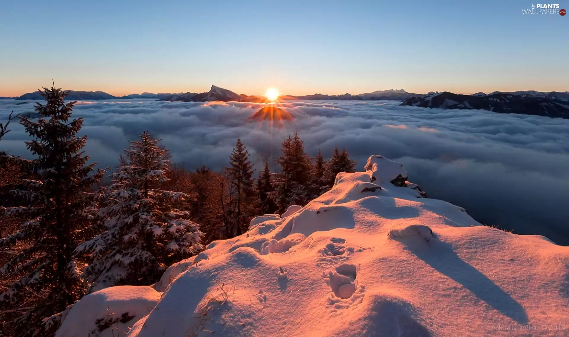 Great Sunsets, Fog, trees, viewes, winter