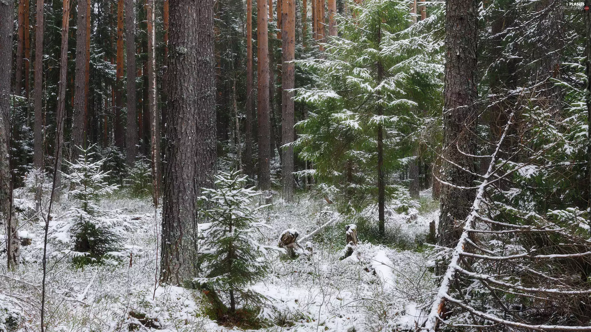 trees, snow, A snow-covered, forest, winter, viewes, grass