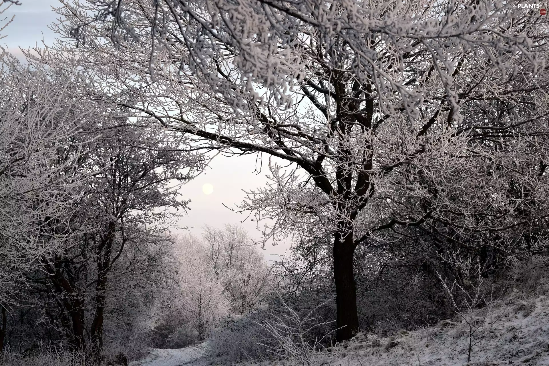 snow, White frost, trees, viewes, winter