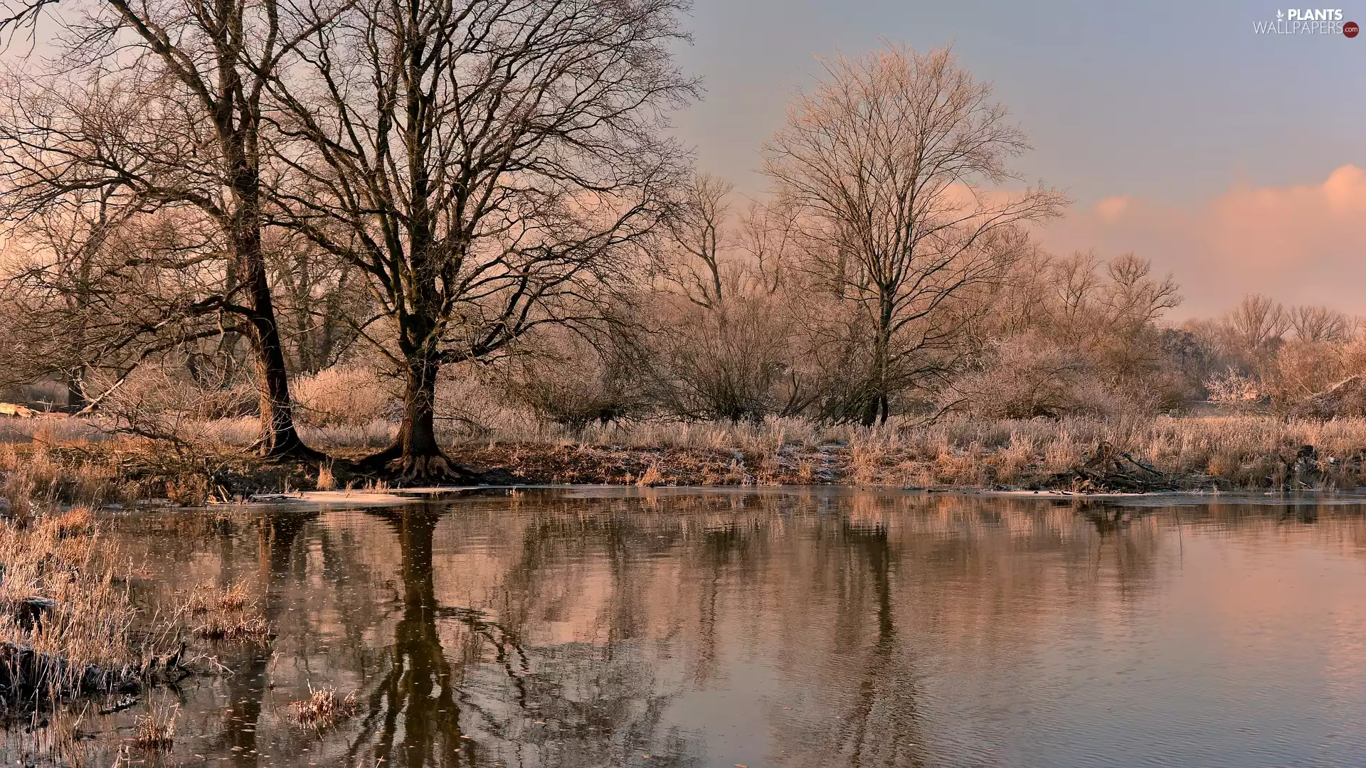 Pond - car, grass, trees, viewes, winter