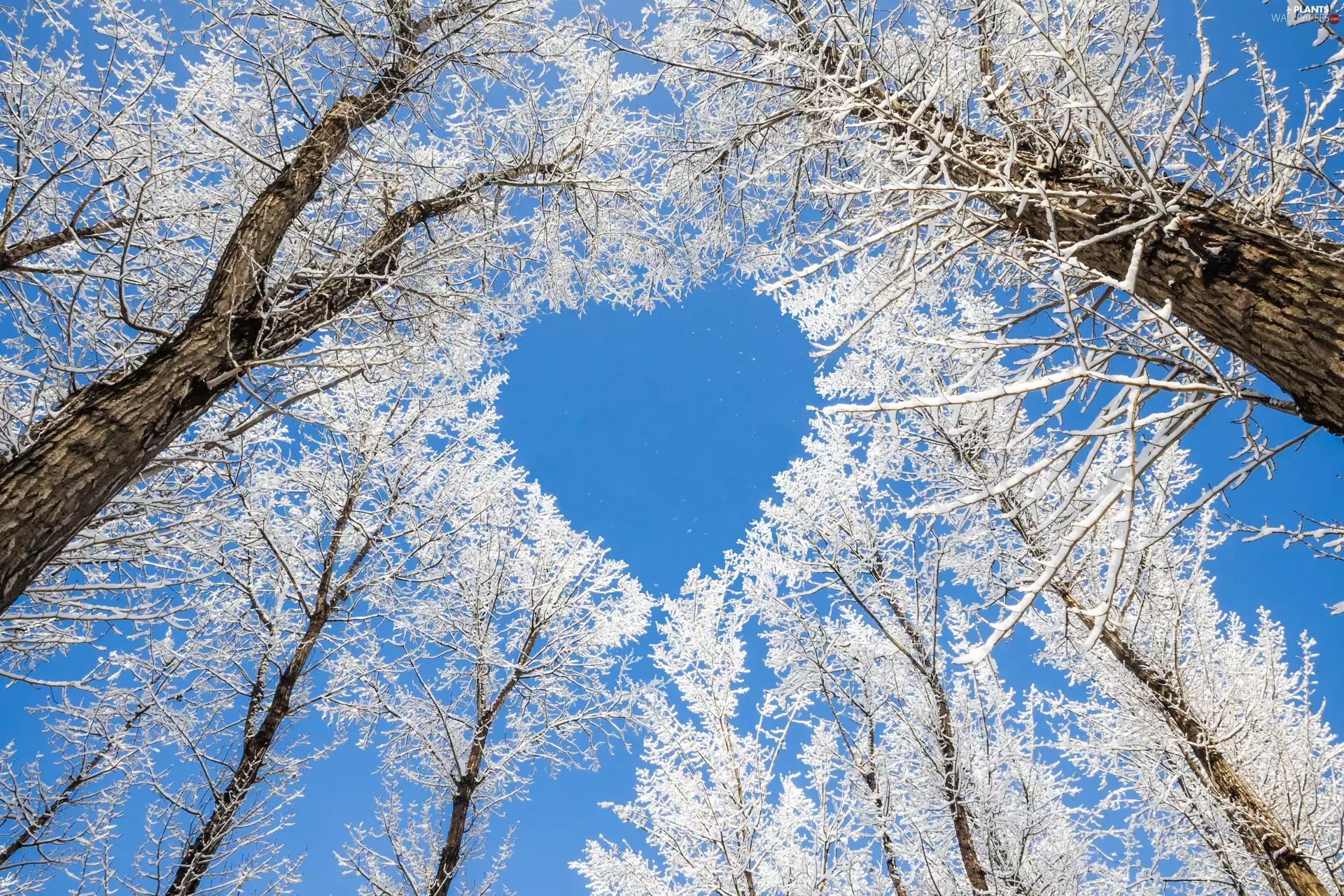 winter, viewes, Heart, trees