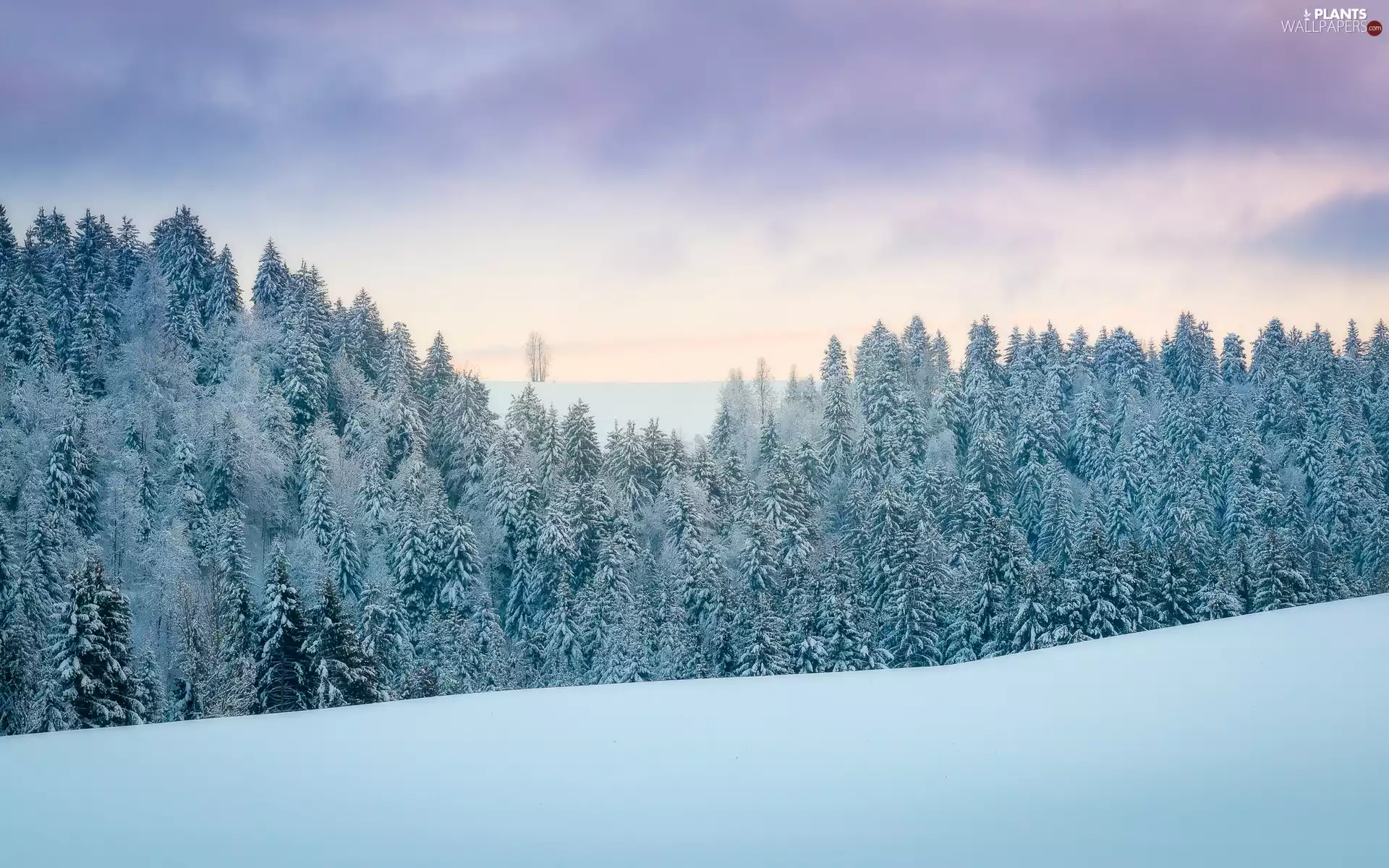 winter, viewes, Hill, trees