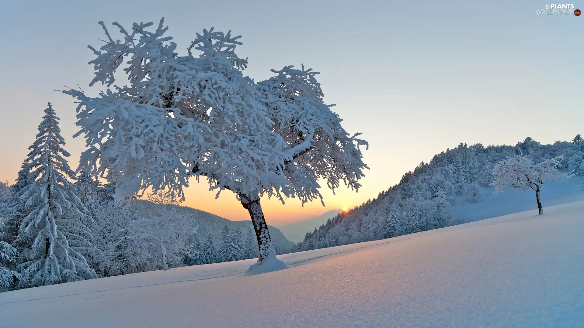 Sunrise, The Hills, trees, viewes, winter
