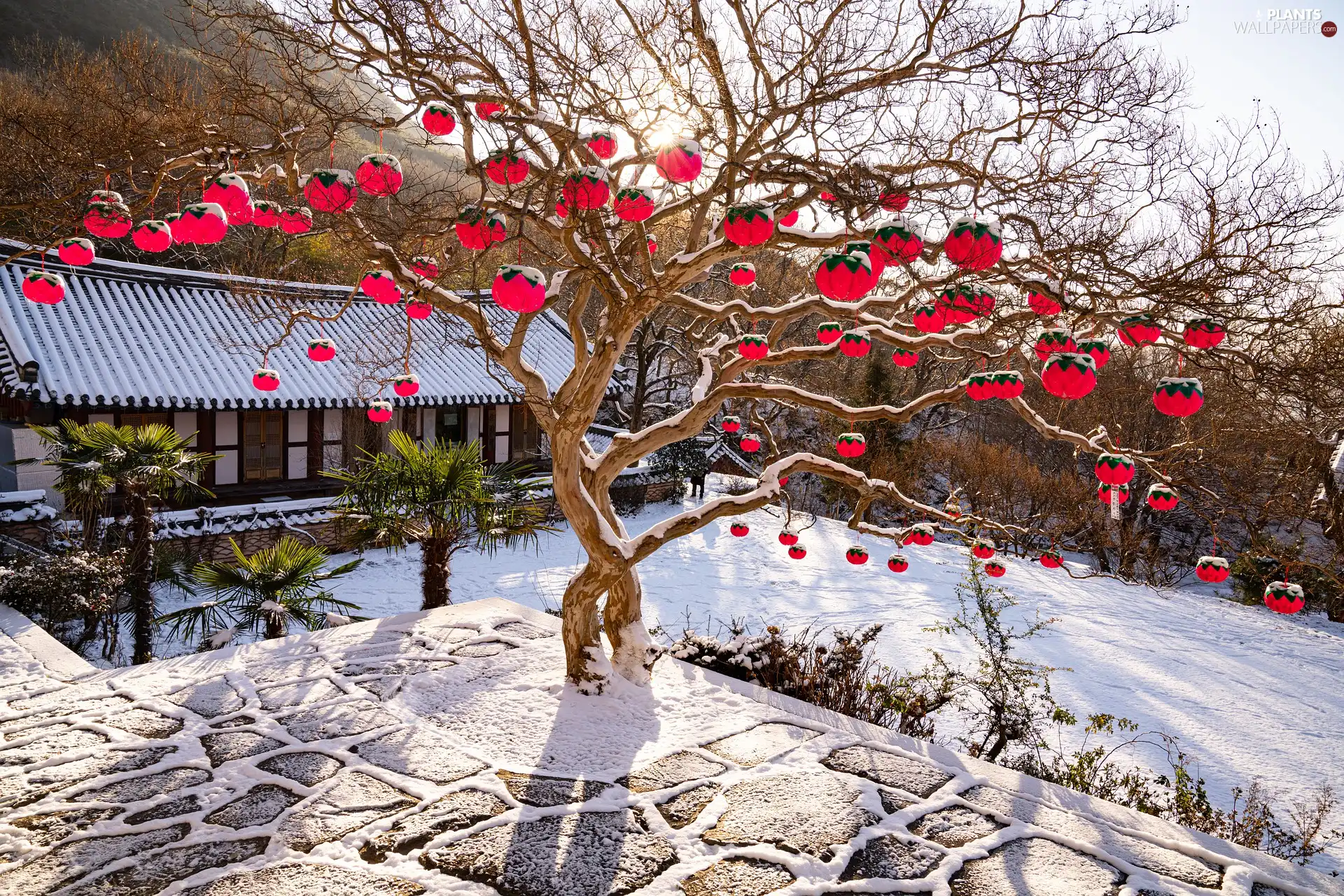 winter, Lanterns, house, trees