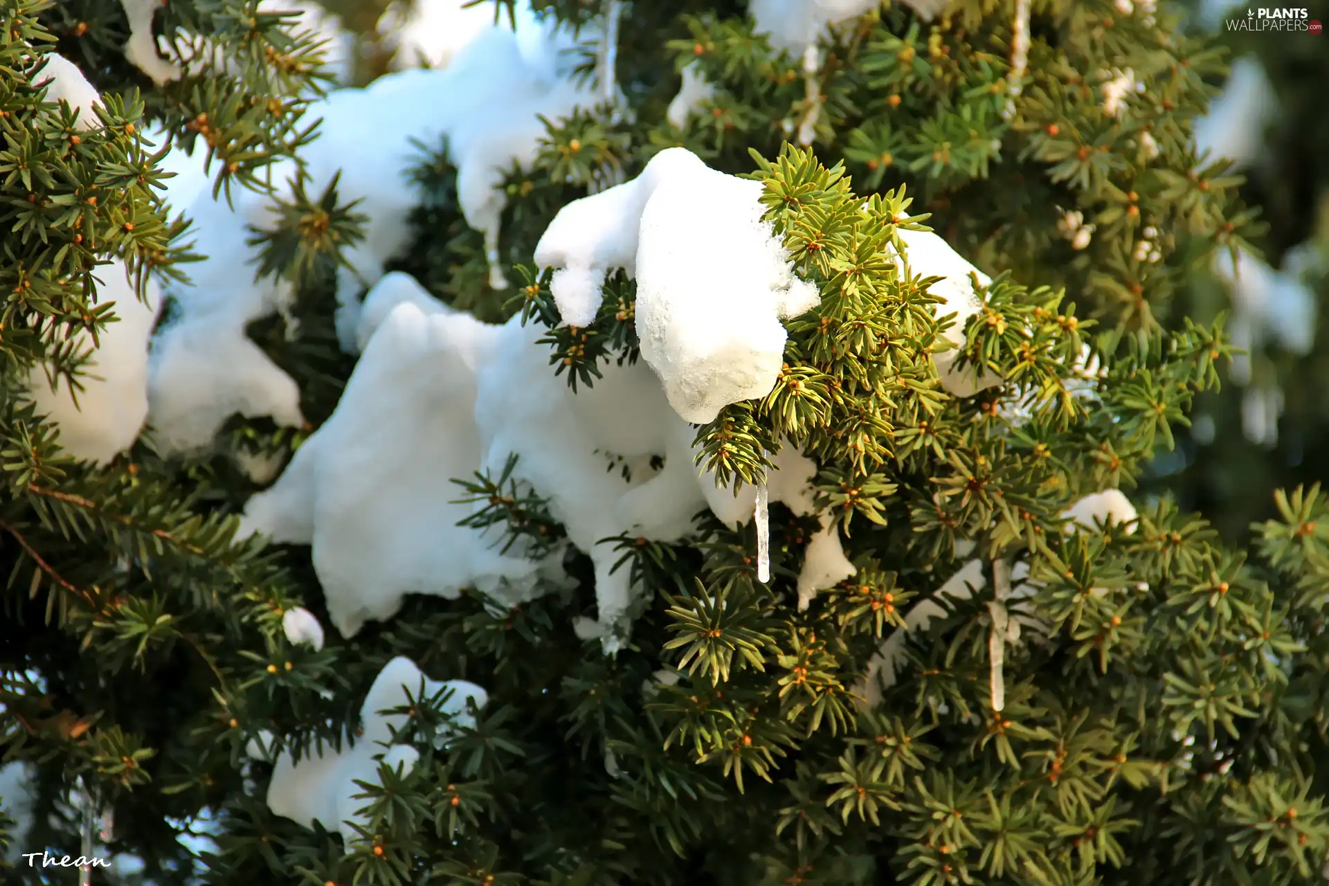 winter, icicle, trees, snow