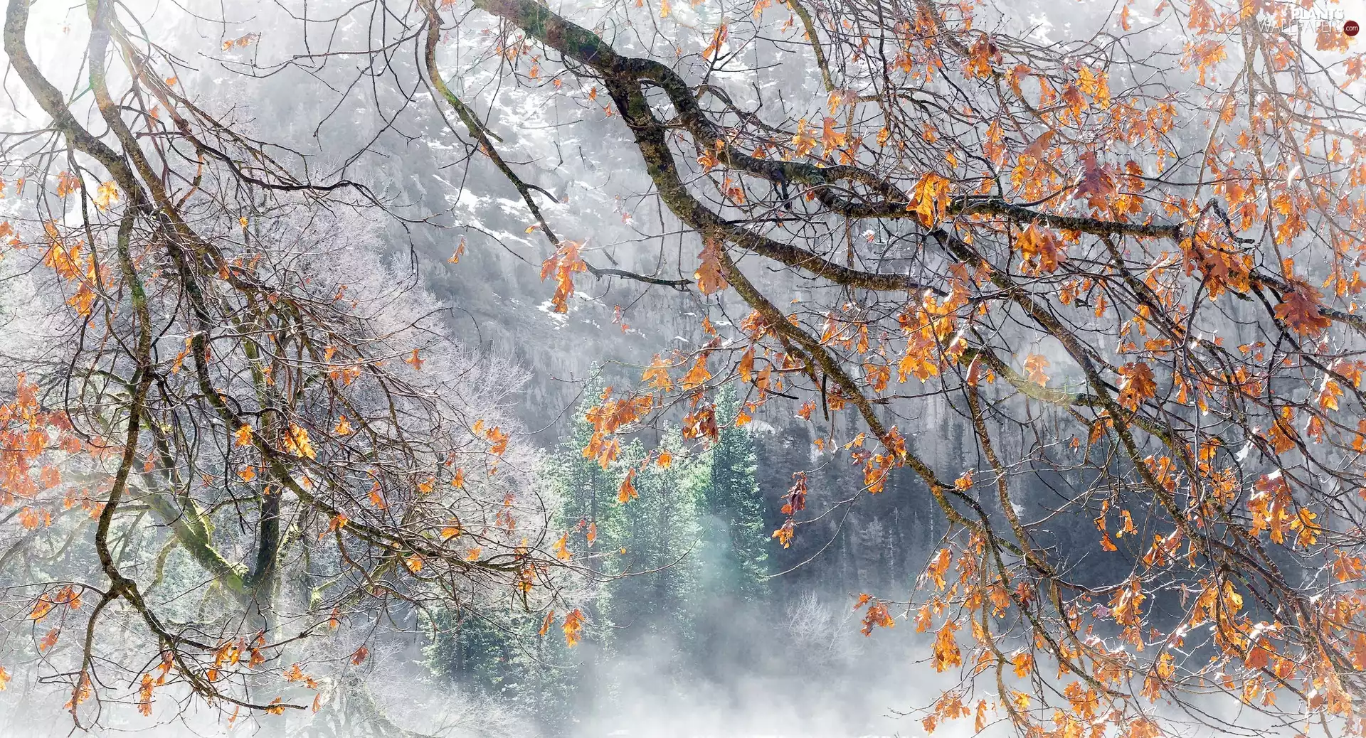 branch pics, Leaf, trees, viewes, winter