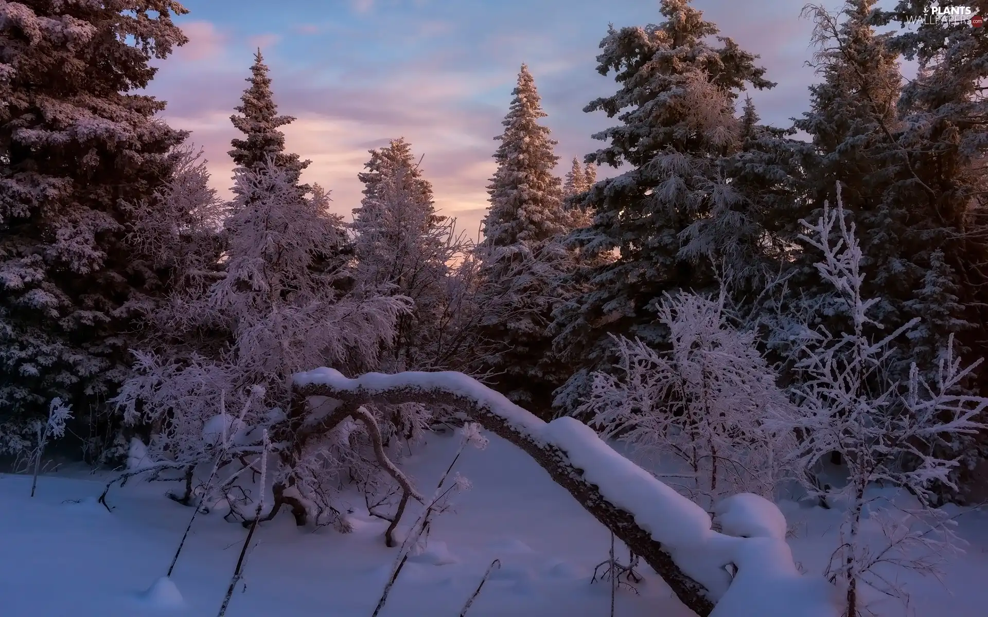 Snowy, branch pics, trees, viewes, winter