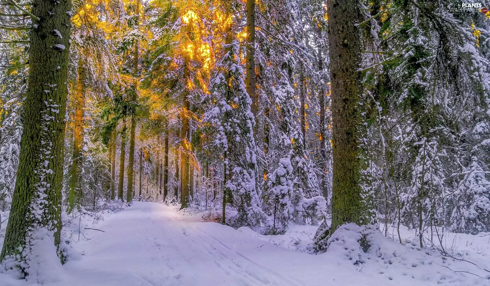 trees, forest, light breaking through sky, winter, viewes, Snowy